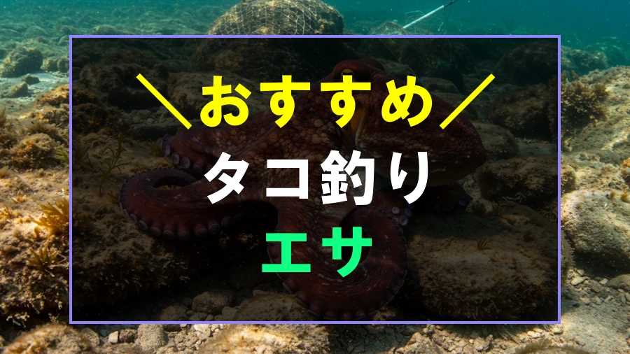 タコ釣りにおすすめな餌
