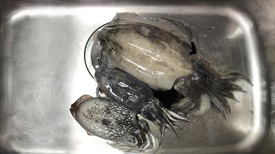 邪道エギングで釣ったイカ