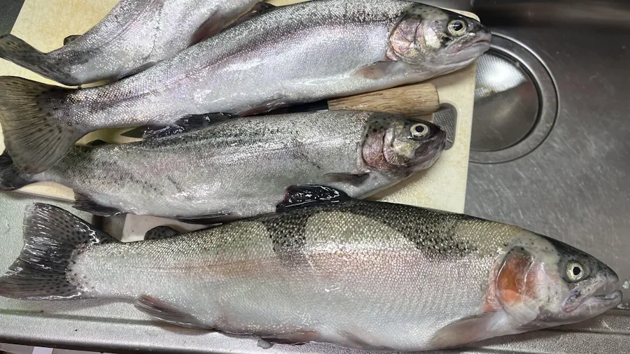釣ったトラウト