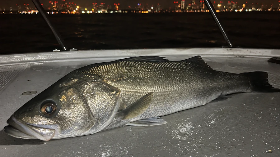 釣り上げたシーバス